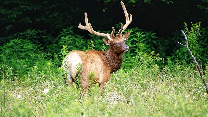 Elk in the Great Smoky Mountains National Park